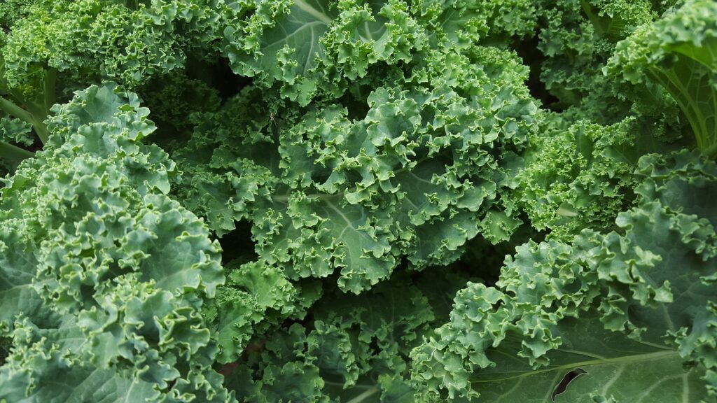 jarmuż i inne zielone warzywa liściaste obniżają cholesterol