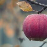 Jabłka – właściwości i korzyści dla zdrowia